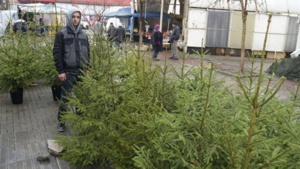 Секат 50 000 елхи за Коледа | StandartNews.com
