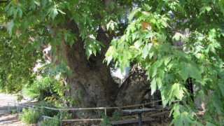 Старият чинар на Охрид се скърши