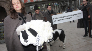 Разходиха овцата Бойка на Дондуков1