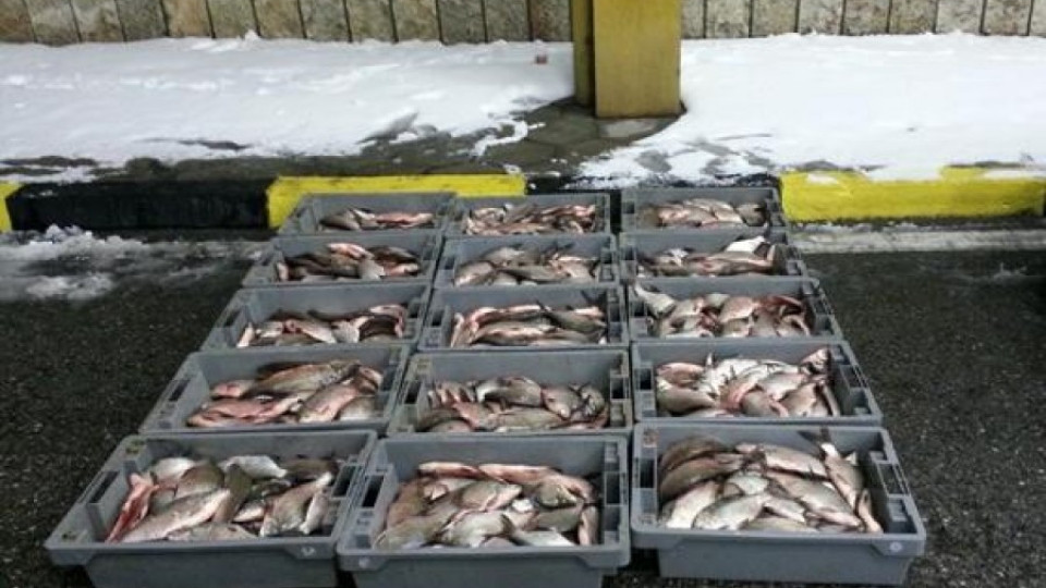 Даряват 1 тон риба на хранителната банка  | StandartNews.com