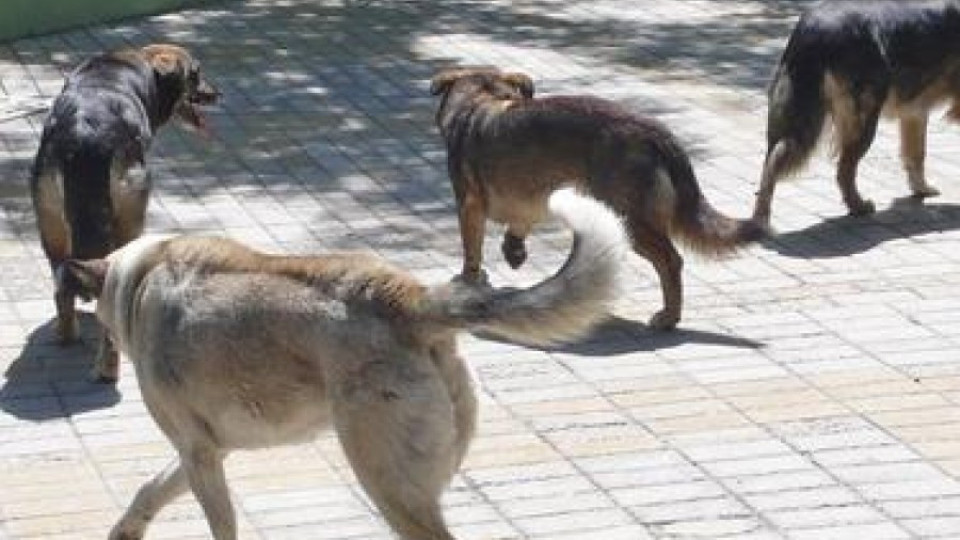 Кучета отхапаха ухото на жена | StandartNews.com