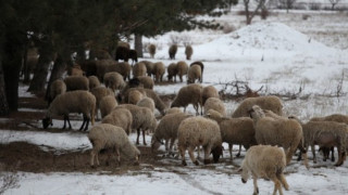 Пастир издъхна край стадото си