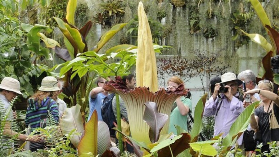 Огромно цвете цъфна в Мелбърн | StandartNews.com