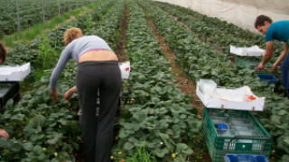 Украинци сменят нашите берачи на Острова
