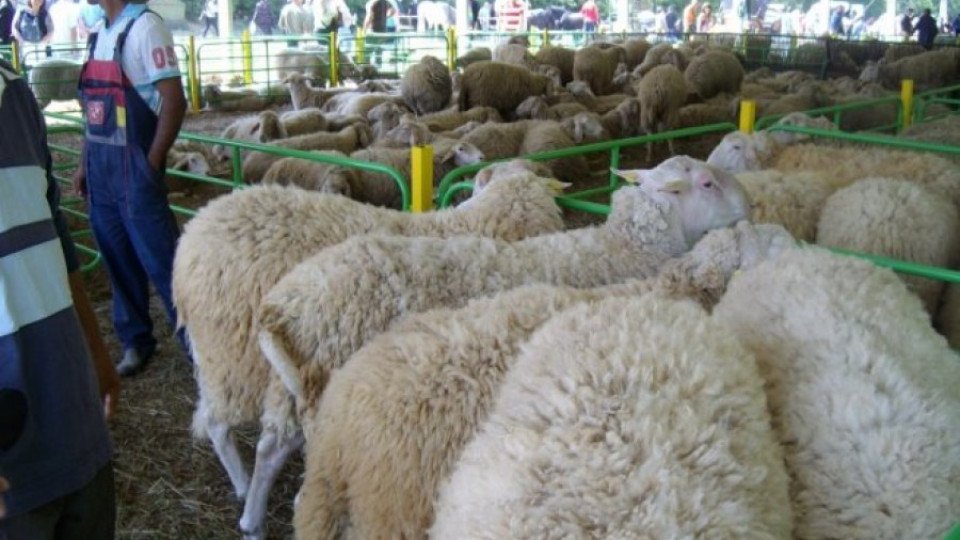 Овцевъди казват НЕ на чалгата | StandartNews.com