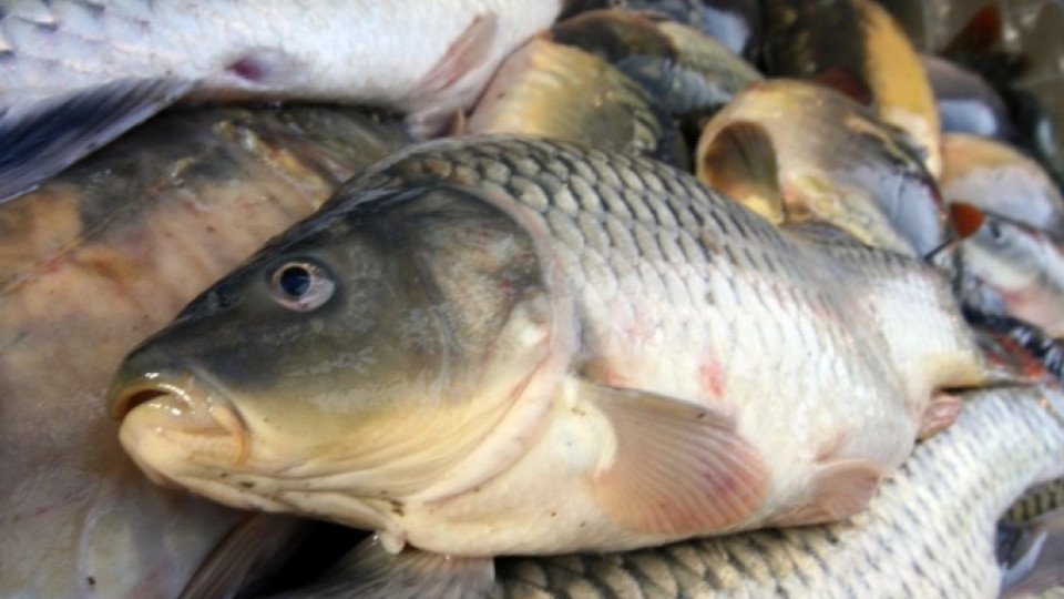 Бракониери бутат 300 евро рушвет за риба | StandartNews.com