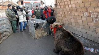 Царски път до мечките в Белица