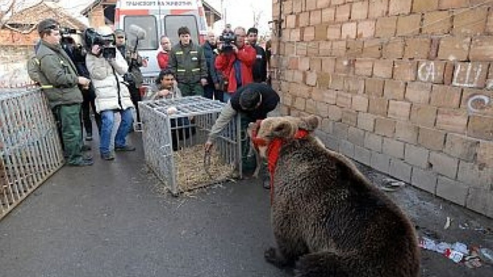 Царски път до мечките в Белица | StandartNews.com