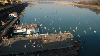 Морски орли зимуват край Монтана