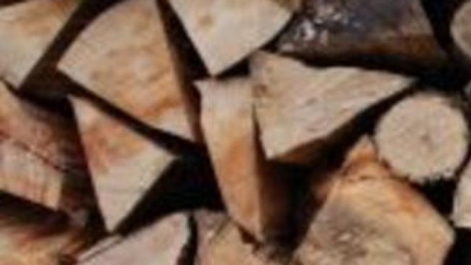 Бракониери се топлят вековни дъбове | StandartNews.com