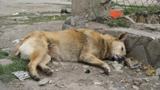 Отрова натръшка животни в Баничан