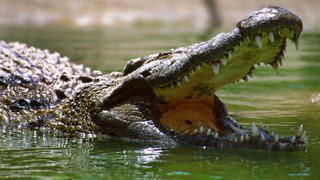 Крокодили атакуват Австралия