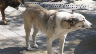Куче нахапа жена на алея