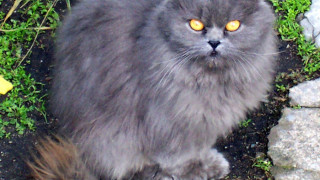 250 лв. глоба, ако храниш бездомна котка