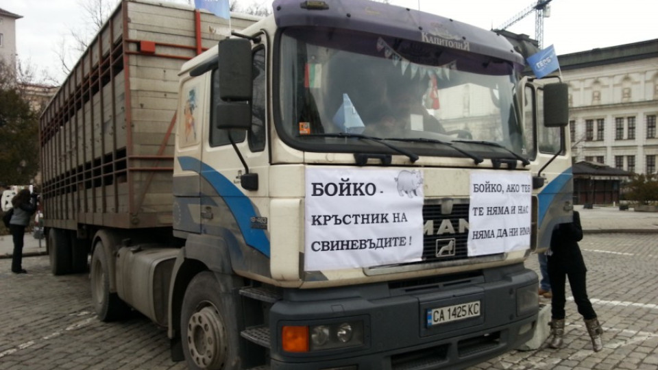 Прасетата пред парламента били в стрес | StandartNews.com