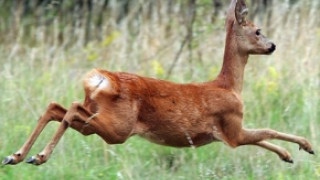 Спипаха бракониери с убита сърна