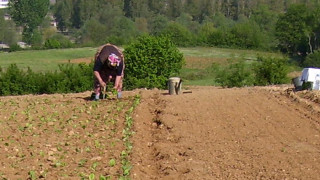 Стотици тютюнджии поеха към Гърция за 25 евро надница