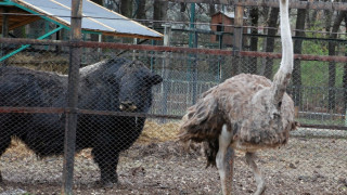 Интегрират щраус от Златоград в хасковския зоокът