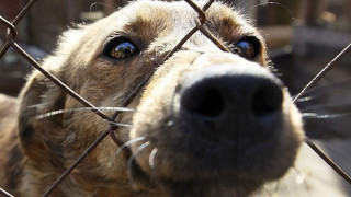Холандци прибират в приют бездомните псета