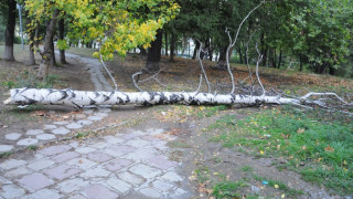 Дърво уби човек в гората