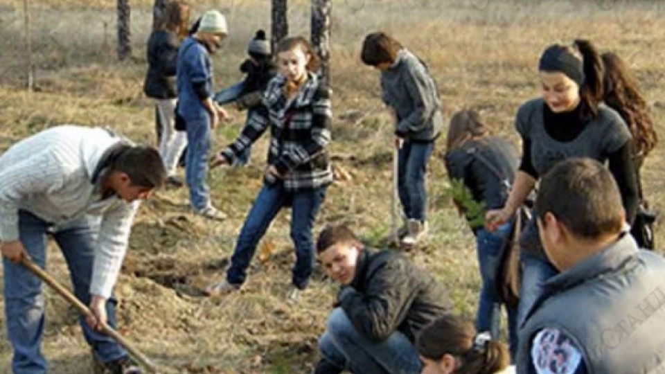 Залесяват 65 дка атласки кедър и тополи  | StandartNews.com