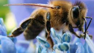 Ограничават хербицидите заради пчелите