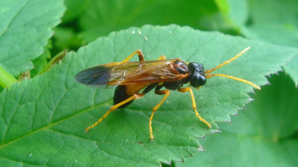 Нашествие на насекоми заплашва Русе | StandartNews.com