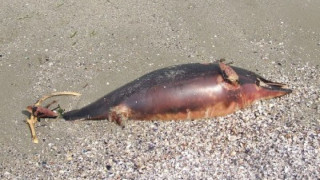 Мъртъв делфин изхвърли Черно море близо до Варна