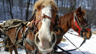 Под 5% е конското в месото в ЕС