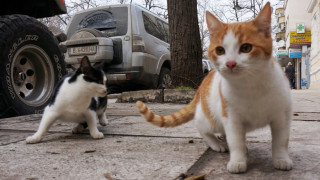 Заралии отнесоха глоба за хранене на бездомни котета
