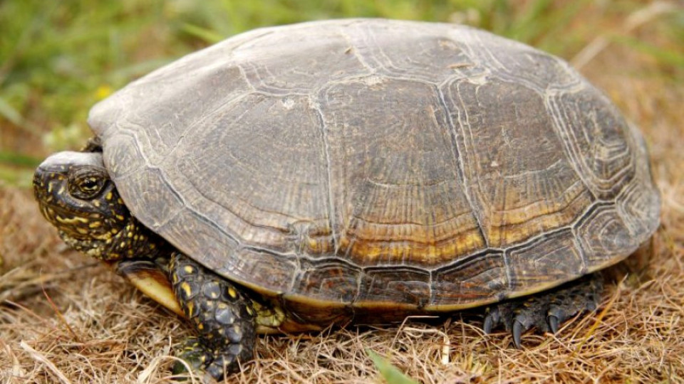 Задържаха четирима с 33 сухоземни костенурки | StandartNews.com