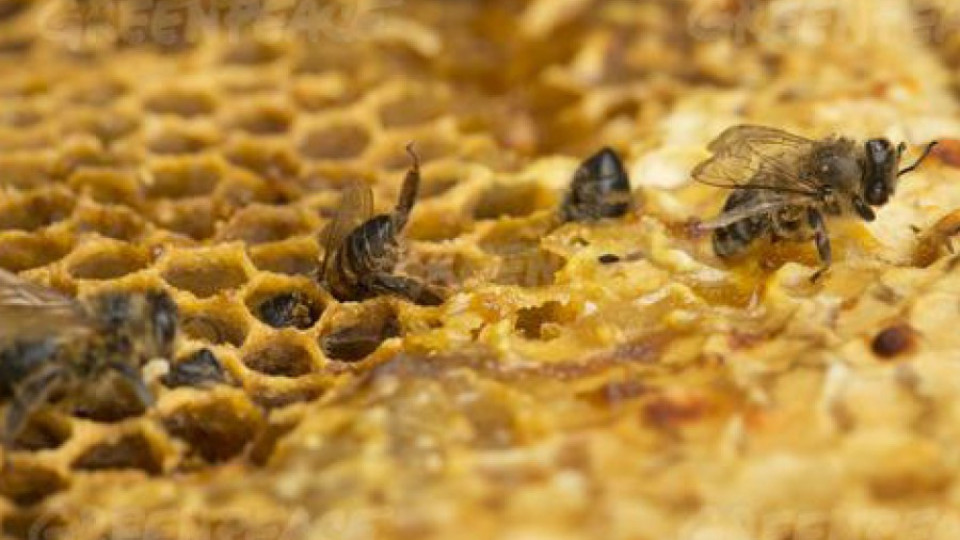 ЕС спасява пчелите от пестицидите | StandartNews.com