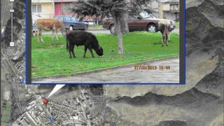В Момчилград „засичат" кравите чрез Джи Пи Ес