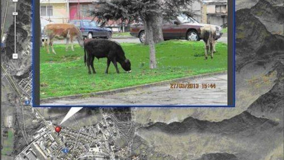 В Момчилград „засичат" кравите чрез Джи Пи Ес | StandartNews.com