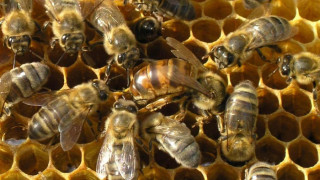 Апаши тровят пчели в Сливенско и Ямболско