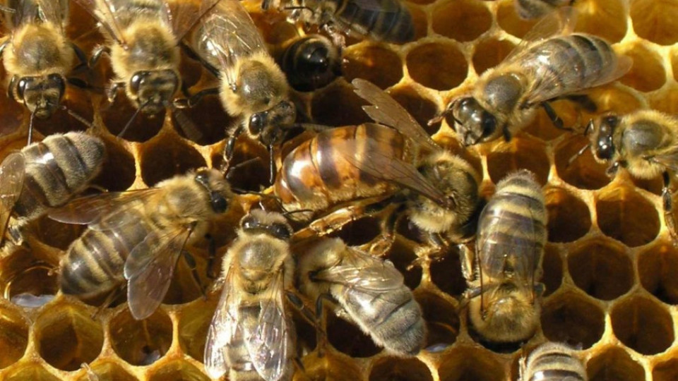 Апаши тровят пчели в Сливенско и Ямболско | StandartNews.com