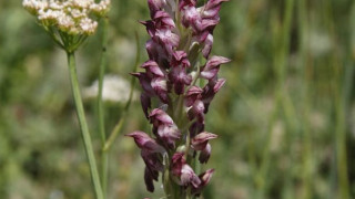 30 вида орхидеи се срещат в Източните Родопи
