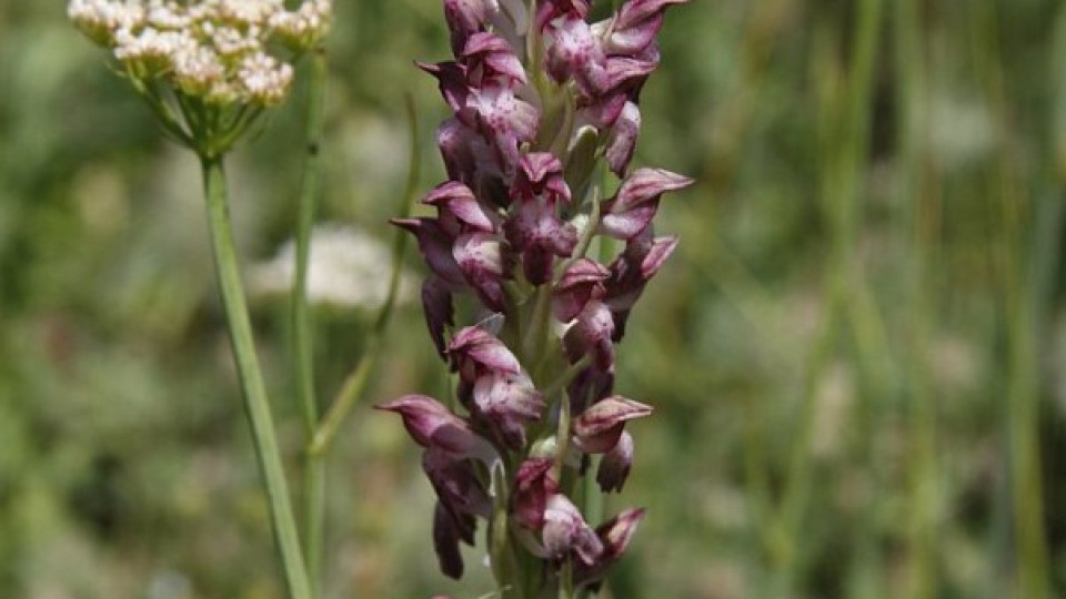 30 вида орхидеи се срещат в Източните Родопи | StandartNews.com