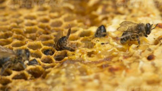 Танева: Започва подаване на заявления за пчеларите