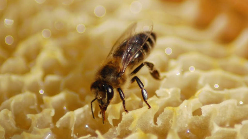 Откриха мъртъв катерач, ужилили го пчели | StandartNews.com