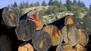 Задържаха крадец на дървесина