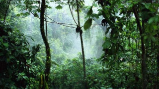 Нелепа смърт в джунглата в Индонезия 