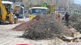 Буря събори дървета в Ловешко
