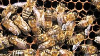 Пчели търсят мини в Хърватия