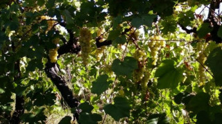 Непозната болест мори лозята край Катунци