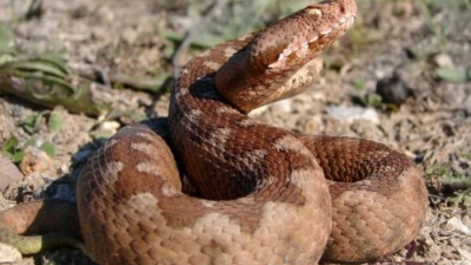 Змиите от Струма плъзнаха по блоковете | StandartNews.com