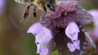 ЕК прие забраната на три вредни за пчелите пестицида