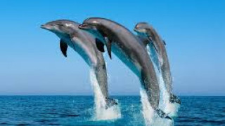 Броят делфините с кораб и самолет
