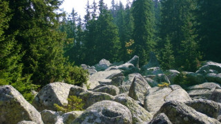 На 15 юни тръгват безплатните автобуси за Витоша