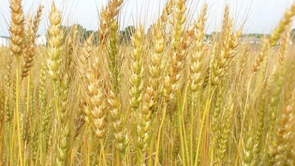 Чакат рекорден добив на пшеница | StandartNews.com